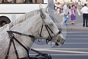 Team of the horses running around the city in the afternoon