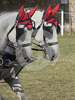 Team of Horses