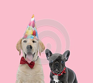 Team of labrador retriever and french bulldog on pink background