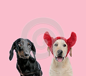 Team of labrador retriever and teckel dachshund