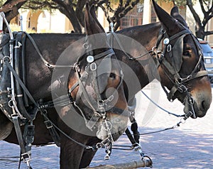 A team of mules hitched up.