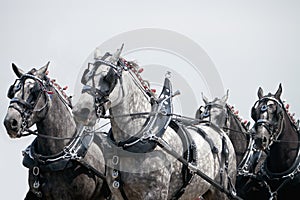 Team of Percheron Draft Horses photo