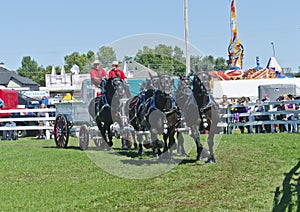 Team of Percheron Draft Horses Pulling a Wagon