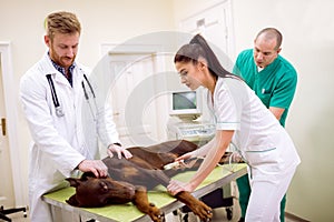 Team of professional veterinarian doing ultrasound exam to sick photo