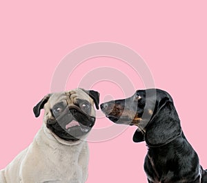 Team of pug and teckel dachshund