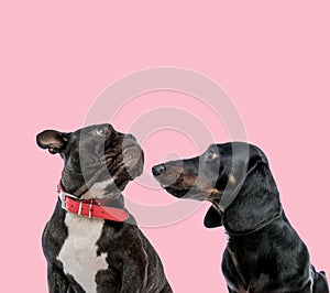 Team of pug and teckel dachshund on pink background