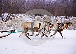 Team of rein-deers skims over the snow path. photo