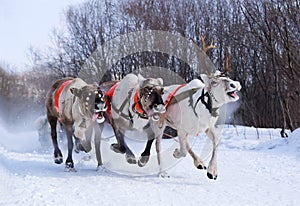 Team of rein-deers skims over the snow path. photo
