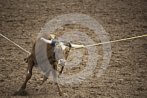 Team Roping