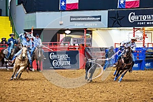Team roping competition in the Stockyards Championship Rodeo