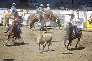 Team roping event, Old Spanish Days, Fiesta Rodeo and Stock Horse Show, Earl Warren Showgrounds, Santa Barbara, CA