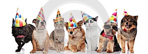 Team of seven happy pets wearing colorful birthday hats