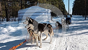 A team of Siberian huskies stands on a snowy road