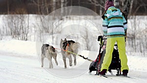 Team of sled dogs with mushers