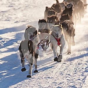 Team of sleigh dogs pulling