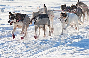 Team of sleigh dogs pulling
