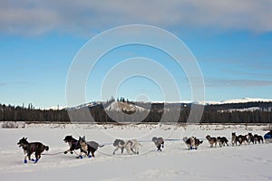 Team of sleigh dogs pulling