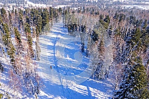 Team Snowmobile rides through winter forest fresh snow, aerial top view