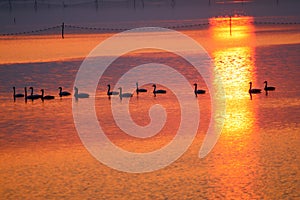 A team of swans in the sunset