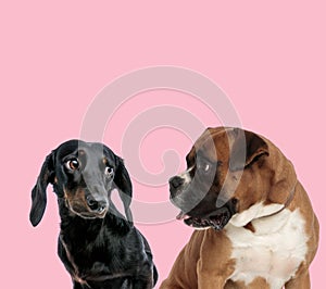 Team of teckel dachshund and boxer