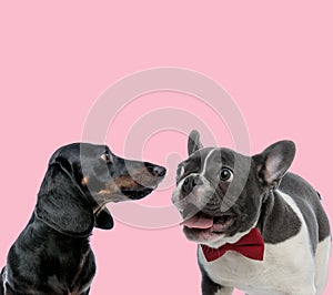 Team  of teckel dachshund and french bulldog