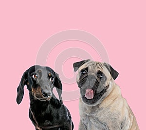 Team of teckel dachshund and pug on pink background