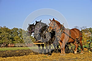 Team of three horses plowing field