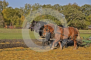 Team of three horses plowing field