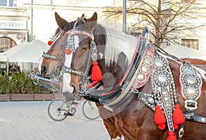 Team of two decorated horses for riding tourists in a carriage at main square in Krakow