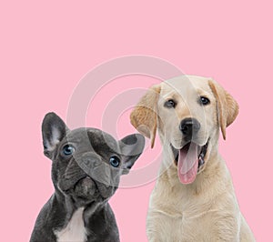 Team of two dogs on pink background