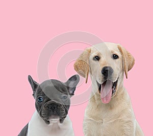 Team of two dogs on pink background