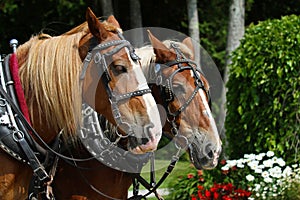 Team of two draft horses on Mackinac Island