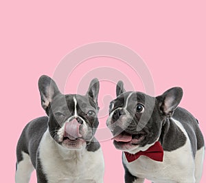 Team of two french bulldogs panting and licking nose