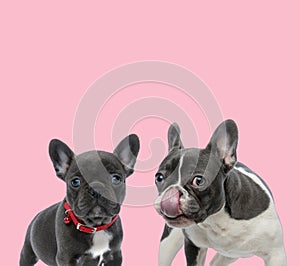 Team of two french bulldogs on pink background