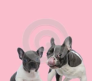 Team of two french bulldogs on pink background