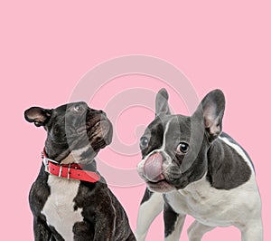 Team of two french bulldogs on pink background