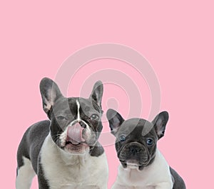 Team of two french bulldogs on pink background