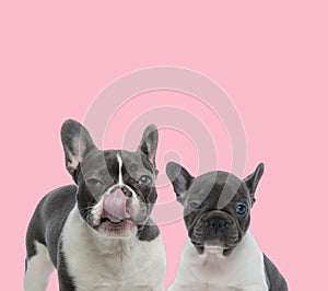 Team of two french bulldogs on pink background
