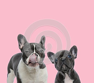 Team of two french bulldogs on pink background