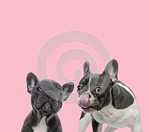 Team of two french bulldogs on pink background