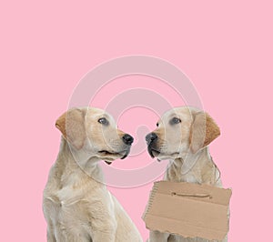 Team of two labradors retrievers looking at each other