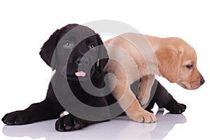 Team of two labradors retrievers panting on white background