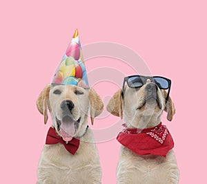 Team of two labradors retrievers wearing red bandana