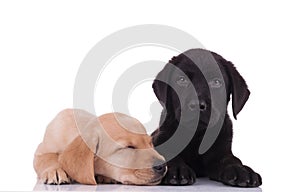 Team of two labradors retrievers on white background