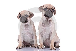 Team of two pugs sitting isolated on white background