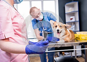 A team of veterinarians examines the ears of a sick Corgi dog using an otoscope