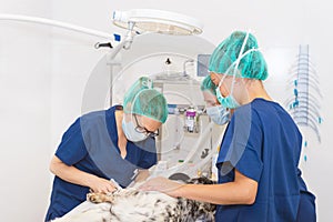 Team of veterinarians in the surgical room preparing a dog for surgery