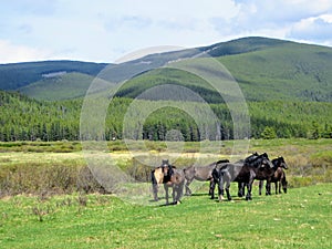 A team of wild horses grazing in the mountains outside of Nordegg, Alberta, Canada.