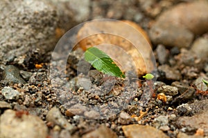 team work, ants of costa rica