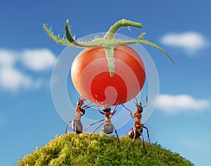 team work, ants img